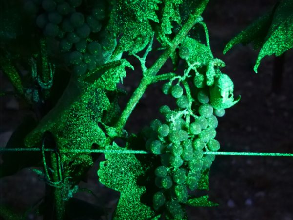 martignani-fluo_10-640x480_c